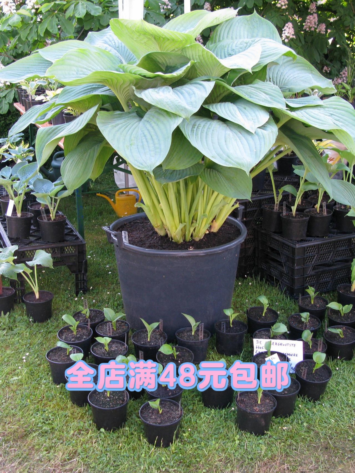 玉簪多年生宿根植物喜阴盆栽苗