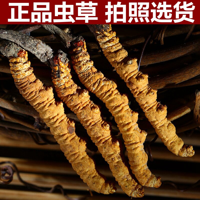 新货冬虫夏草高海拔虫草非青海玉树西藏那曲断冬虫草包邮
