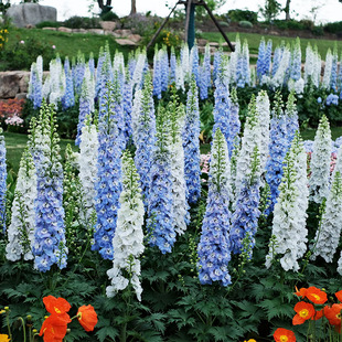 大花飞燕草花苗种子穴盘苗大苗盆栽小花重瓣北极光四季开花庭院