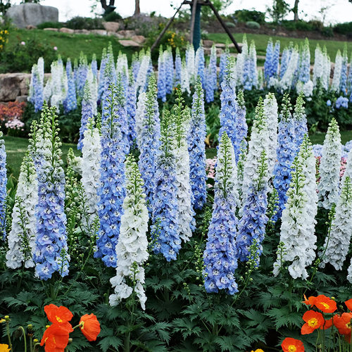 大花飞燕草花苗种子穴盘苗大苗盆栽小花重瓣北极光四季开花庭院 - 封面