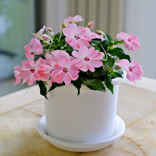 逸棵2株桑蓓迪凤仙花苗多年生耐热阳台窗台盆栽庭院