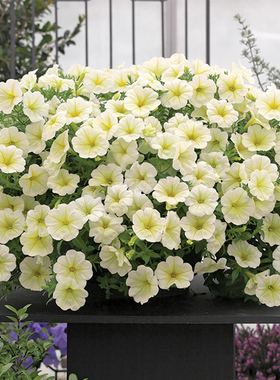 3株垂吊矮牵牛花苗种子籽小苗美声阳台庭院花卉植物盆栽室内外