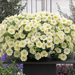 3株垂吊矮牵牛花苗种子籽小苗美声阳台庭院花卉植物盆栽室内外