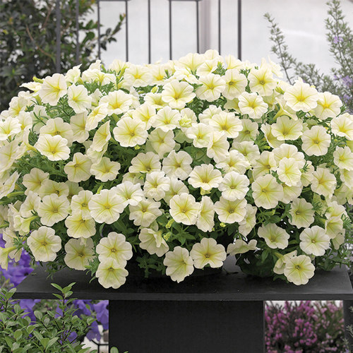 逸棵矮牵牛花苗阳台庭院多季开花