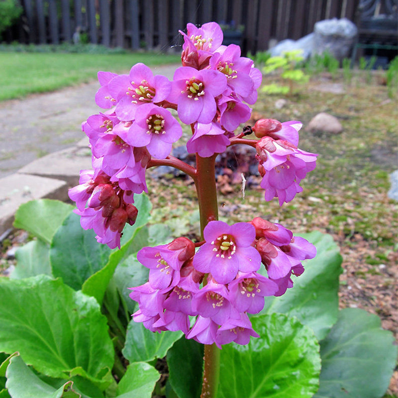 多年生宿根岩白菜花苗种子籽苗四季种阳台庭院盆栽花卉易种活花卉
