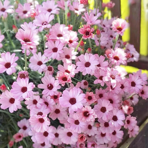 摩洛哥雏菊杏子果酱花苗四季种开花阳台庭院室内外盆栽易种活