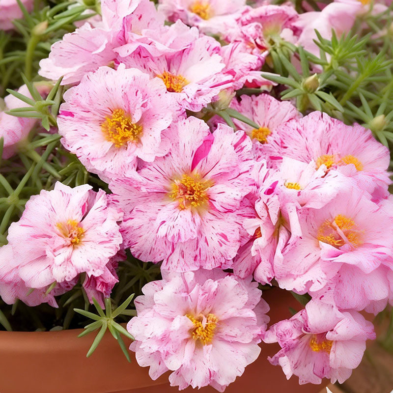 重瓣太阳花花苗带根种子籽松叶牡丹马齿苋阳台庭室外盆栽