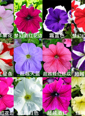 直立矮牵牛种子庭院阳台四季种
