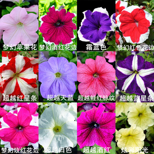 直立矮牵牛种子庭院阳台四季种