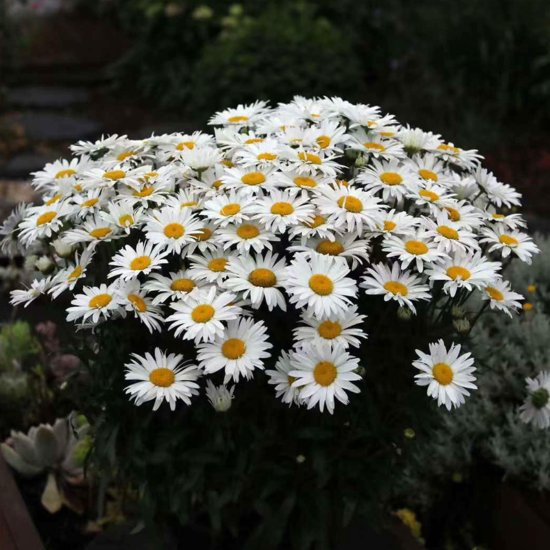 大滨菊花苗庭院阳台易种活四季