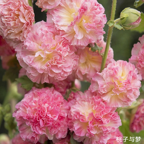 蜀葵查特花种种子籽四季种易种