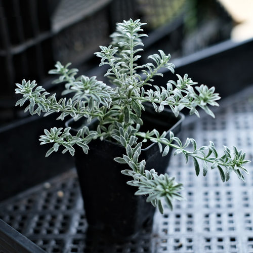 银叶普兰茨种苗花苗植物庭院盆栽花卉易种半耐寒灌木四季种植