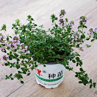 桃花百里香幼苗大苗种子盆栽柠檬匍匐四季阳台庭院室内外香草植物