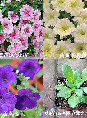 2株垂吊矮牵牛花苗花种子籽苗阳台花卉窗台庭院室内外盆栽易种活