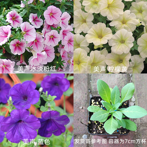 2株垂吊矮牵牛花苗花种子籽苗阳台花卉窗台庭院室内外盆栽易种活