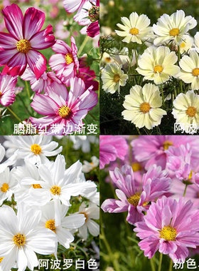 大花波斯菊3株花苗矮生矮杆重瓣种子籽苗格桑花阳台庭院室外盆栽