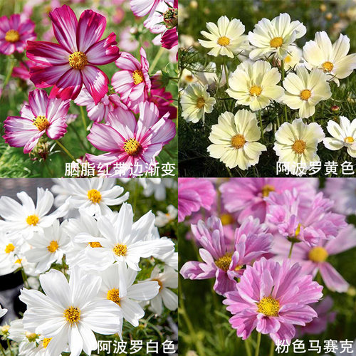 大花波斯菊3株花苗矮生矮杆重瓣种子籽苗格桑花阳台庭院室外盆栽