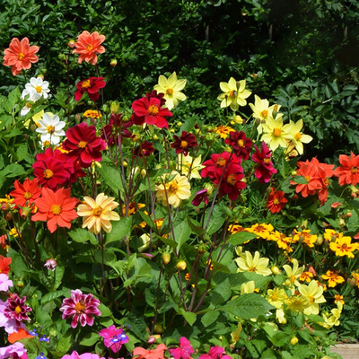 大丽花费加罗花种四季种易种