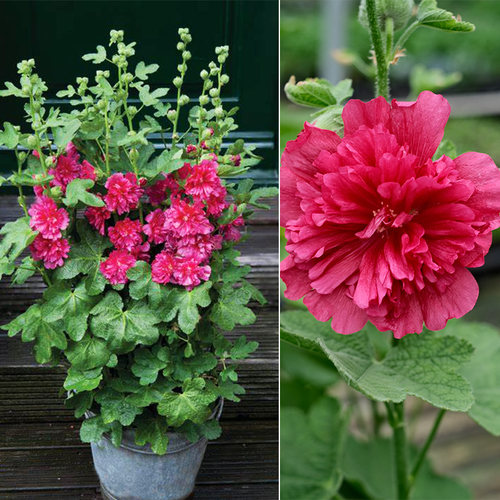 重瓣蜀葵花苗阳台庭院盆栽四季种