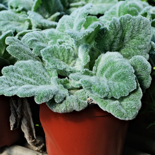 银灰鼠尾草阿尔忒弥斯种子籽阳台庭院四季种观叶植物易种活盆栽