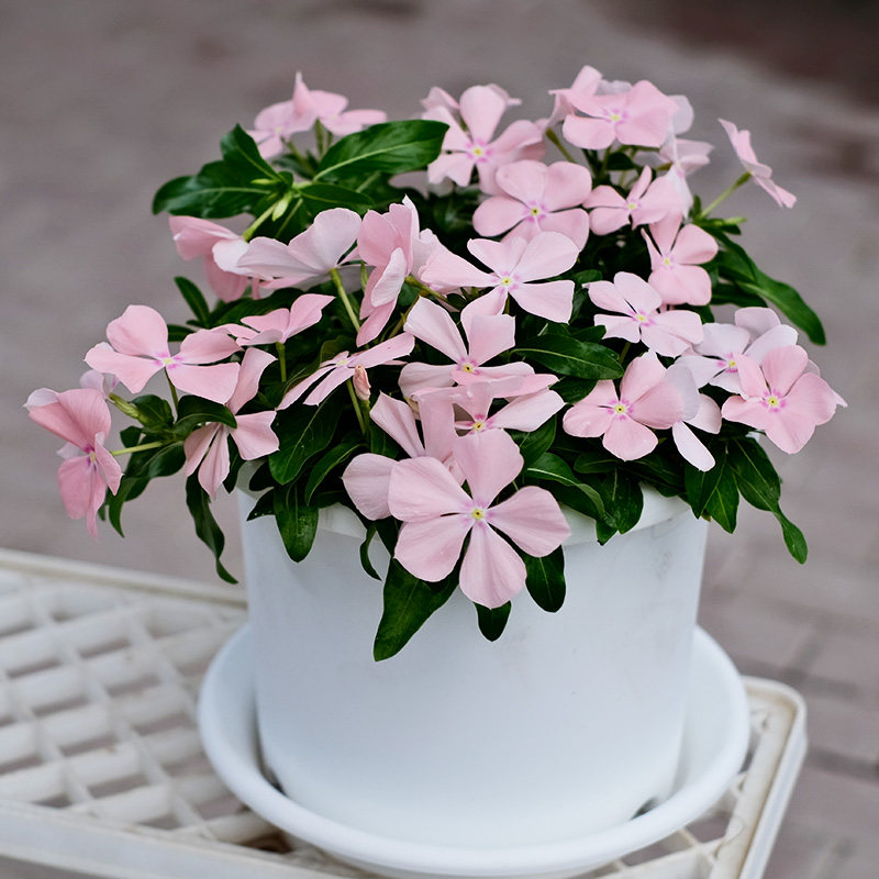 1株垂吊长春花花苗种子籽苗小苗大苗四季开花阳台室外盆栽花卉