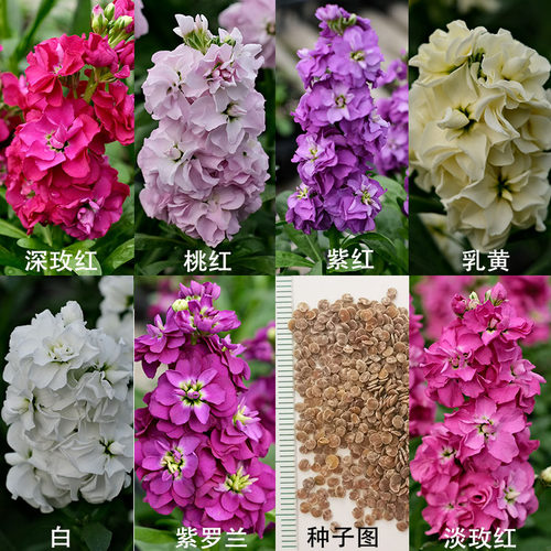 紫罗兰花种四季种阳台盆栽