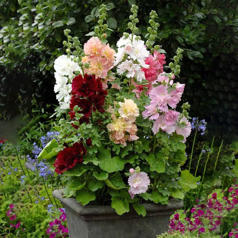 2株重瓣蜀葵花苗小苗幼苗花种子籽大苗盆栽一丈红春庆庭院群专用