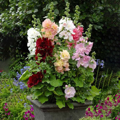 2株重瓣蜀葵花苗小苗幼苗花种子籽大苗盆栽一丈红春庆庭院群专用