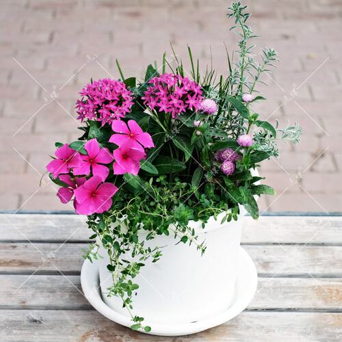 直立长春花花苗阳台四季开花易活