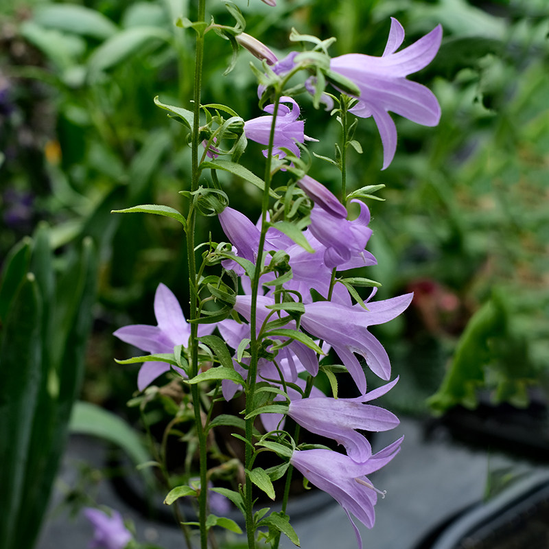 3株宿根风铃草花苗酒杯紫斑垂吊阳台庭院栽花境风铃花梦幻