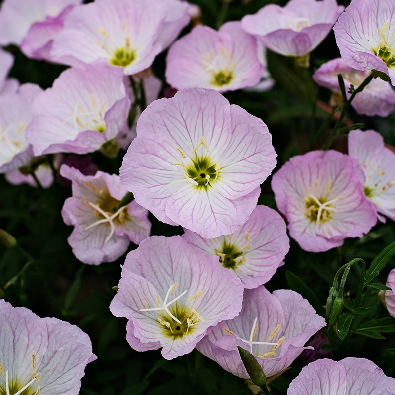 月见草花苗四季阳台庭院盆栽易活