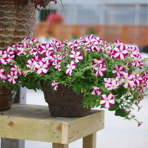 逸棵垂吊矮牵牛花苗阳台庭院爆花