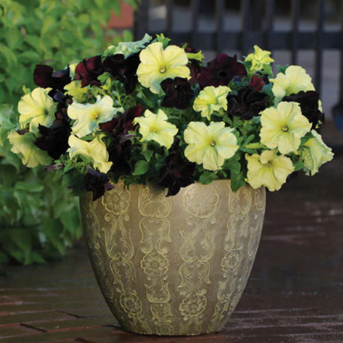 逸棵矮牵牛花苗阳台庭院爆花易种