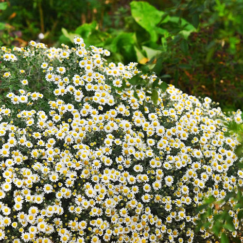 野路菊多年生花苗庭院四季易种