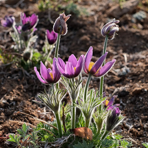白头翁庭院多年生花苗春季