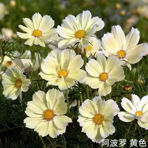 逸棵波斯菊花苗矮生阳台格桑花