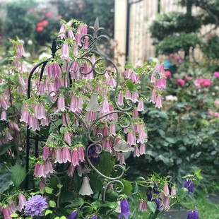 重瓣丹麦紫斑垂吊钓风铃草花苗种子酒杯粉卢布四季 庭院盆栽宿根