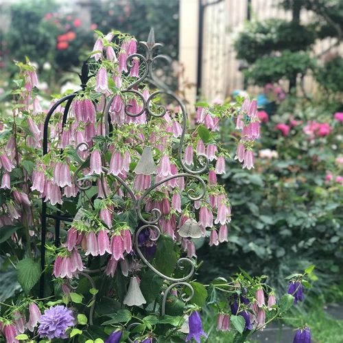 紫斑风铃花苗阳台庭院四季种易活