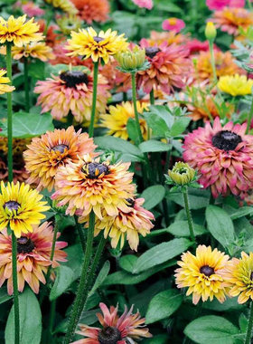金光菊花苗庭院开花易种