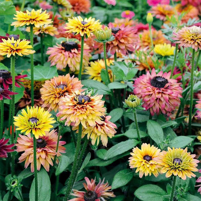 金光菊花苗庭院开花易种