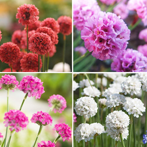 海石竹花苗阳台四季种开花易活