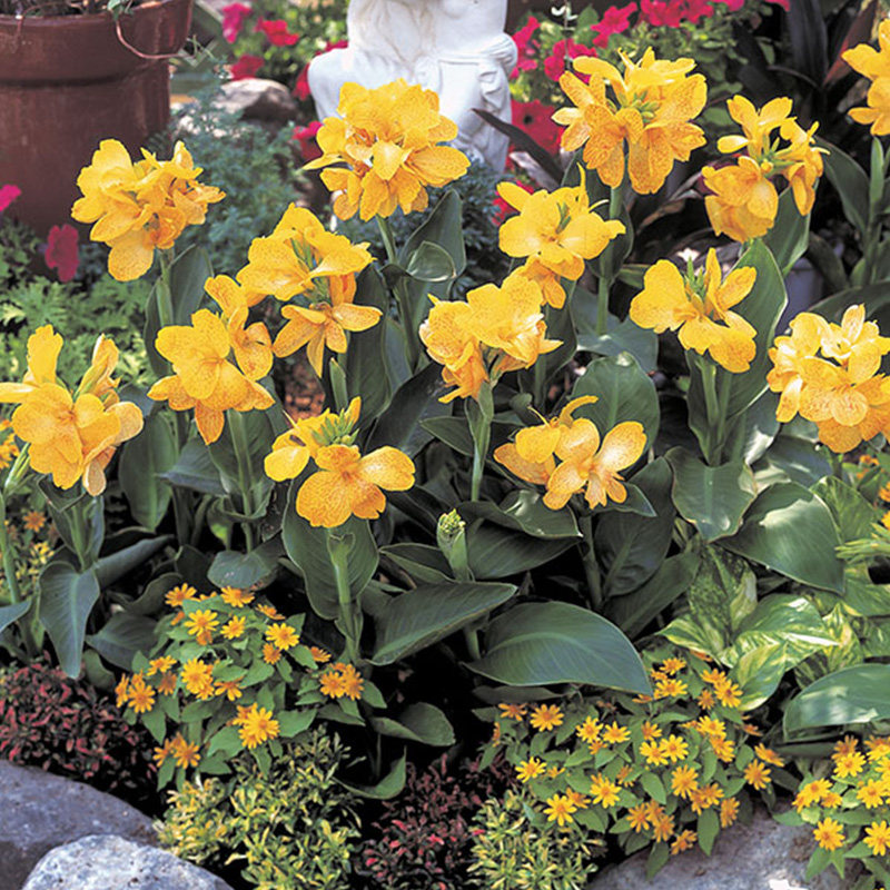 矮大花美人蕉花苗盆栽种子籽球水培紫叶种球多年生四季开阳台庭院