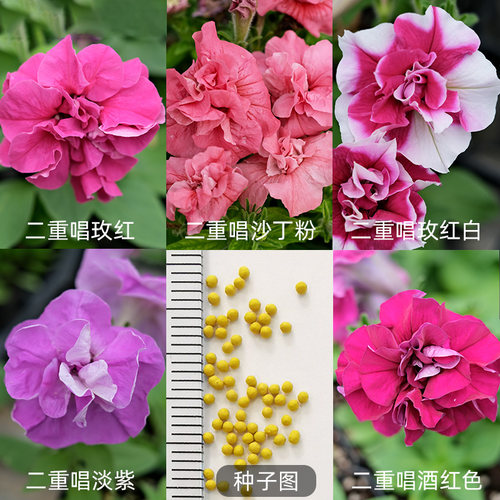 重瓣矮牵牛种子四季开花阳台易种