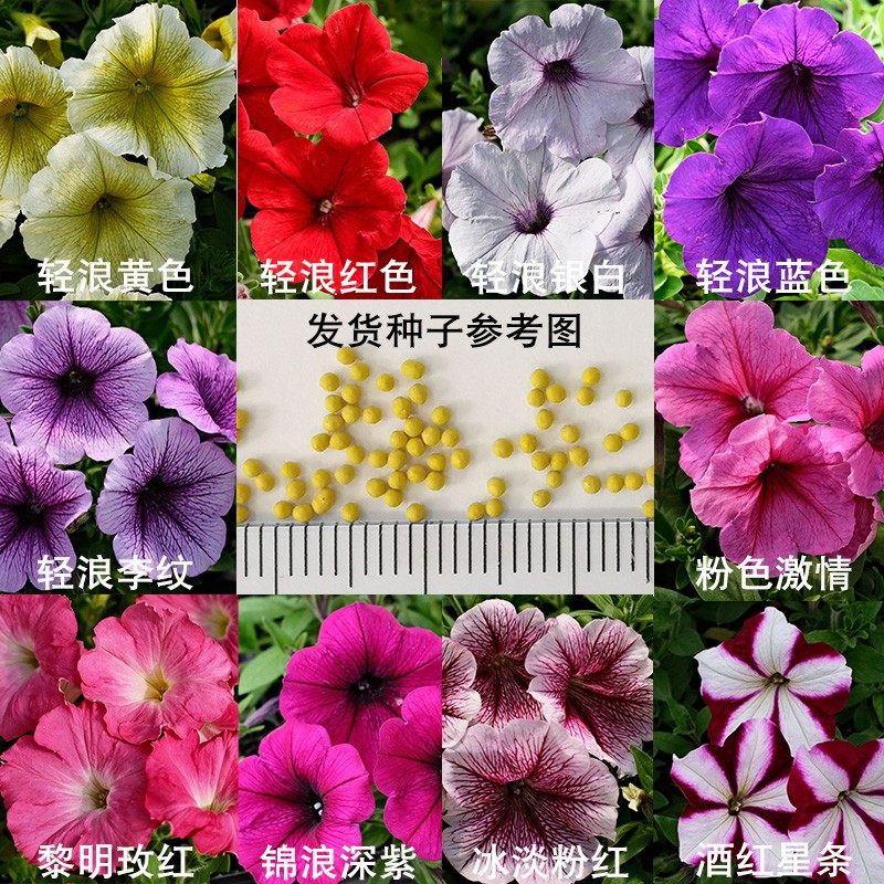 垂吊矮牵牛种子阳台四季易种