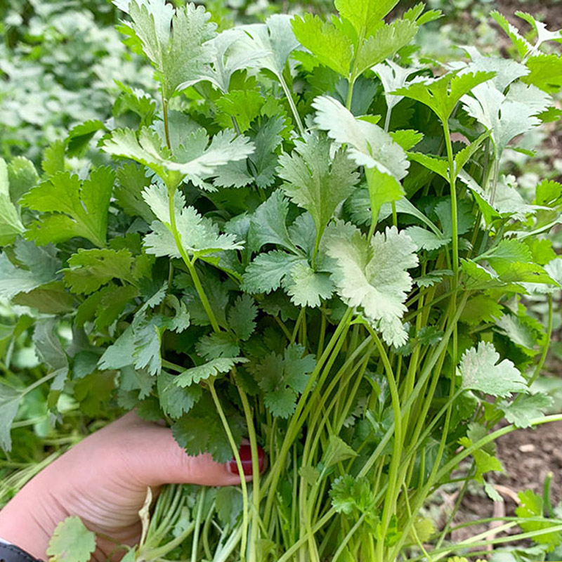 小叶香菜种子籽蔬菜种子四季种春季青菜南北方阳台种菜易种活不老