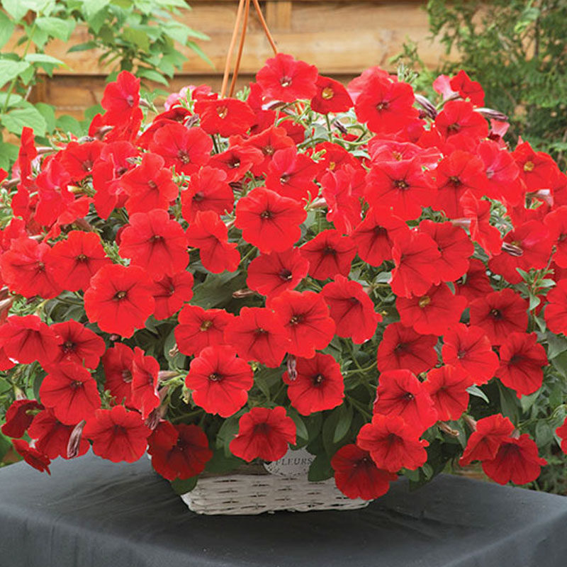 垂吊矮牵牛美声种子籽春天花种子进口四季种阳台庭院盆栽易种活