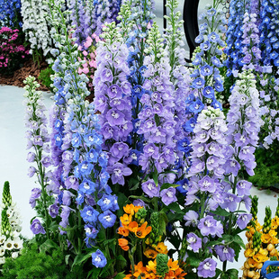 2株大花飞燕草花苗种子穴盘苗大苗盆栽小花重瓣北极光春季开花