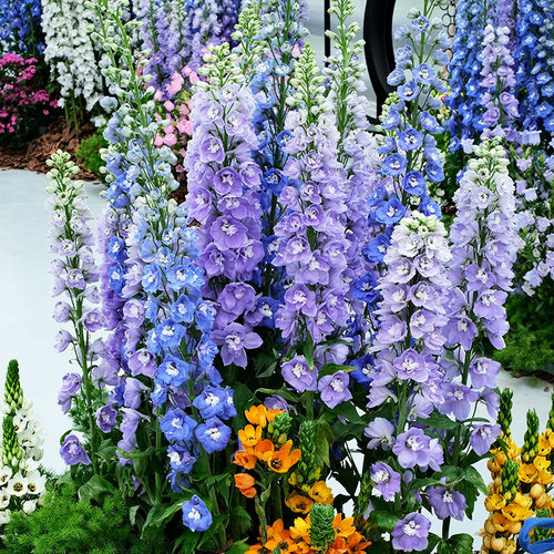 2株大花飞燕草花苗种子穴盘苗大苗盆栽小花重瓣北极光春季开花