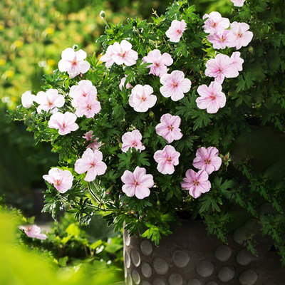 逸棵多年生老鹳草花苗种子苗四季种盆栽花卉易种易活