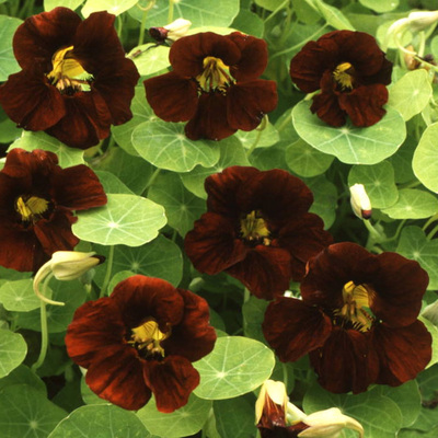 旱金莲花种子室内盆栽易种